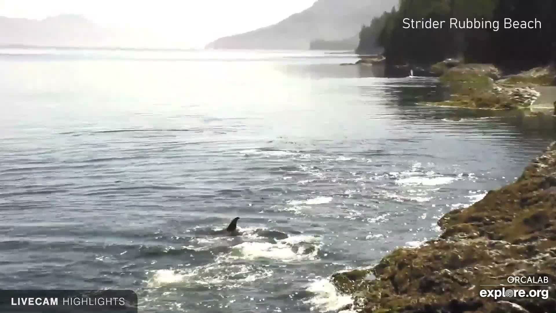 Traffic Cam Alert Bay: Blackfish Sound