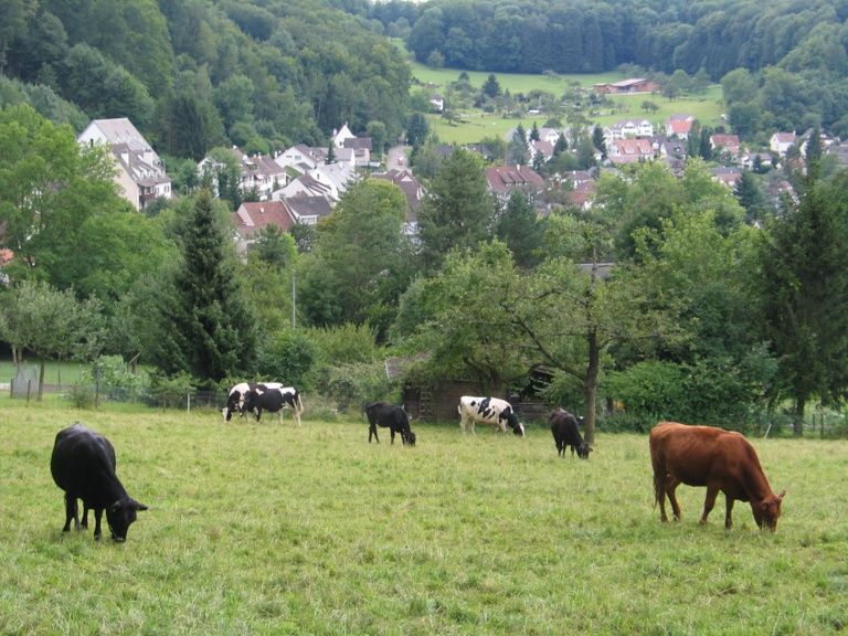 Bettingen › Westen
