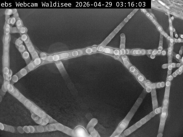 Muotathal › Süden