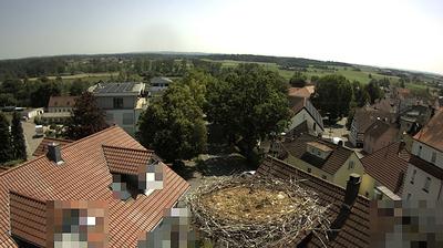 Aulendorf: storks