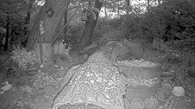 Gemert Daglicht Webcam Image