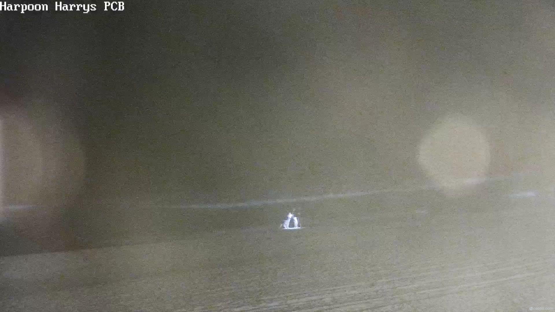 Traffic Cam Panama City Beach: Stati Uniti: Harpoon Harry's°