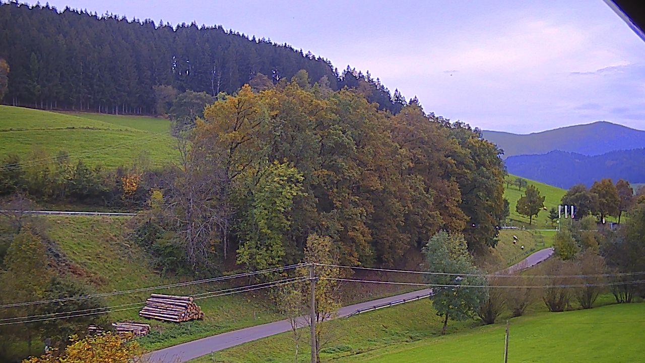 Bachere forest Webcam
