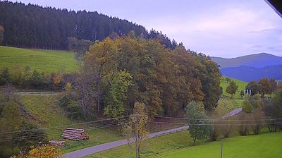 Bachere forest webcam