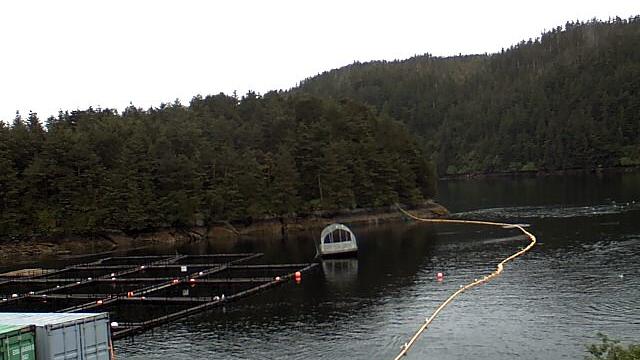 Traffic Cam Golden: Esther Hatchery, Esther Island