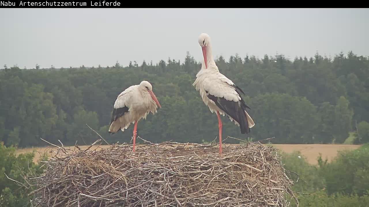 Ribbesbuttel weather Webcam