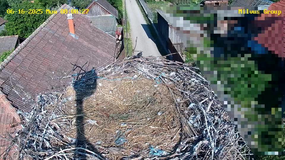 webcam live berze Dumbrăvioara