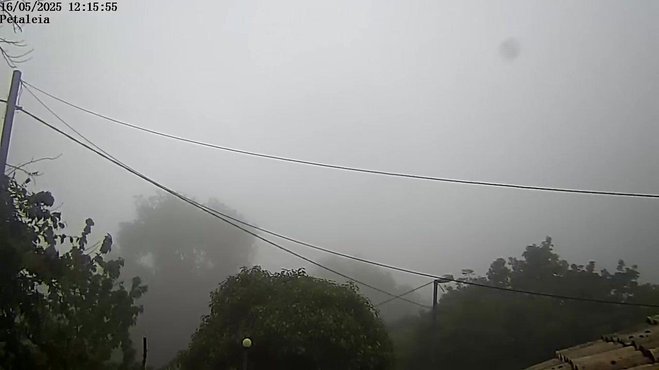petaleia
