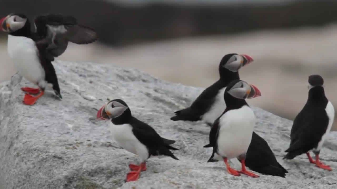 Traffic Cam Knox: Audubon Puffin Boulder Berm