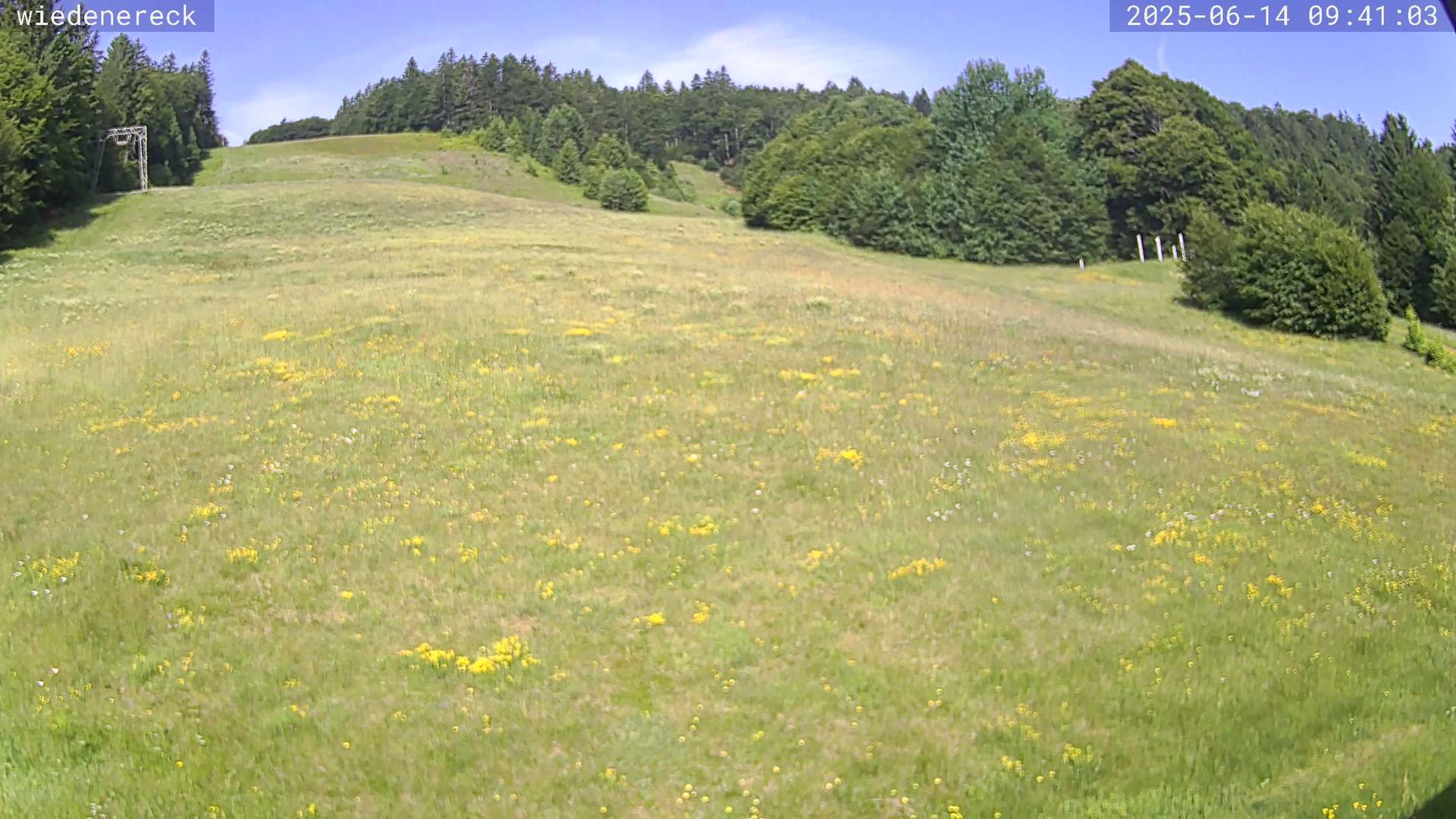 Bollen forest Webcam