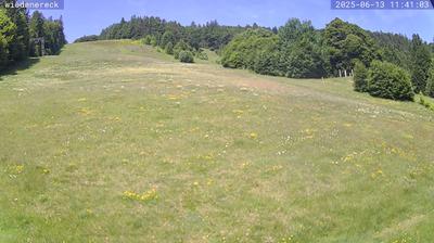 Bollen forest webcam