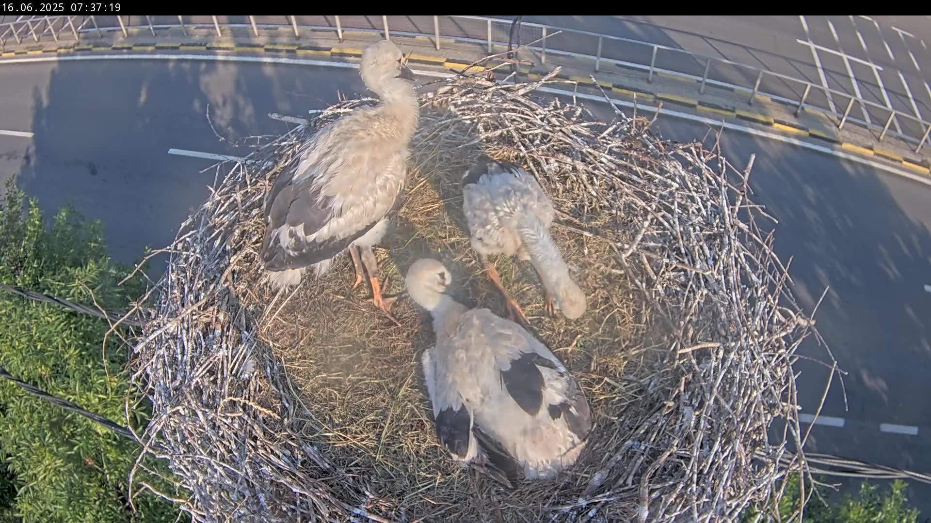 webcam live berze Călugăreni