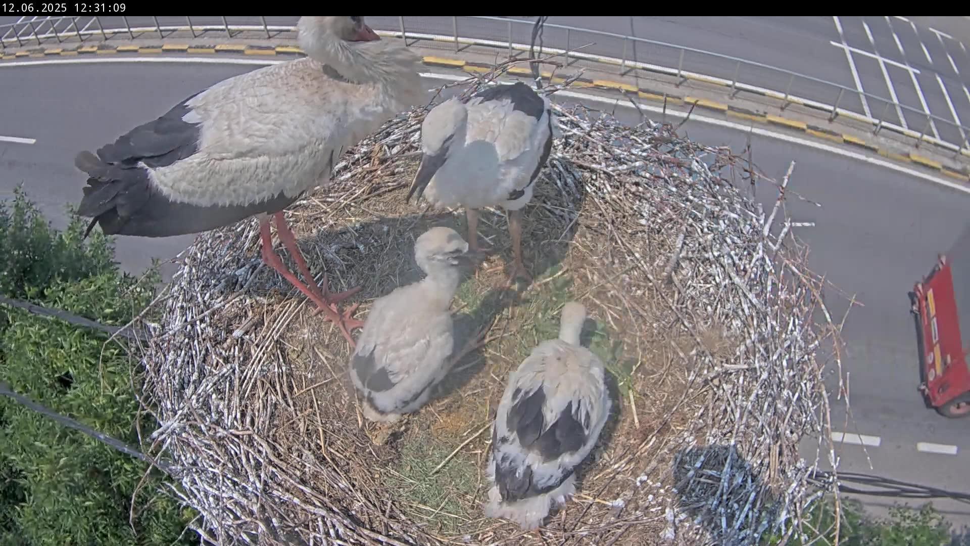 webcam live berze Călugăreni