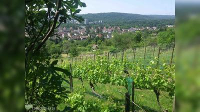 Feuerbach: Lemberg
