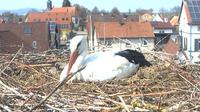 Bornheim: Storchenkamera - Pfalz