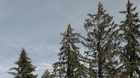 Hinterzarten: Ski lifts at ski center Thoma - Windeckkopf