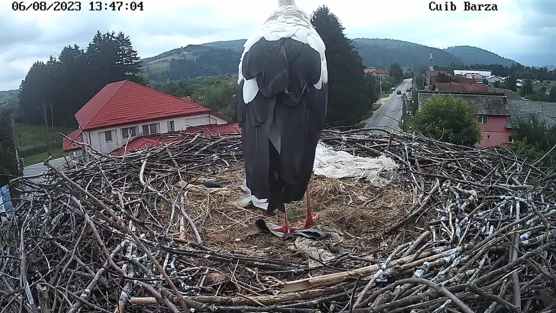 Traffic Cam Intorsura Buzaului