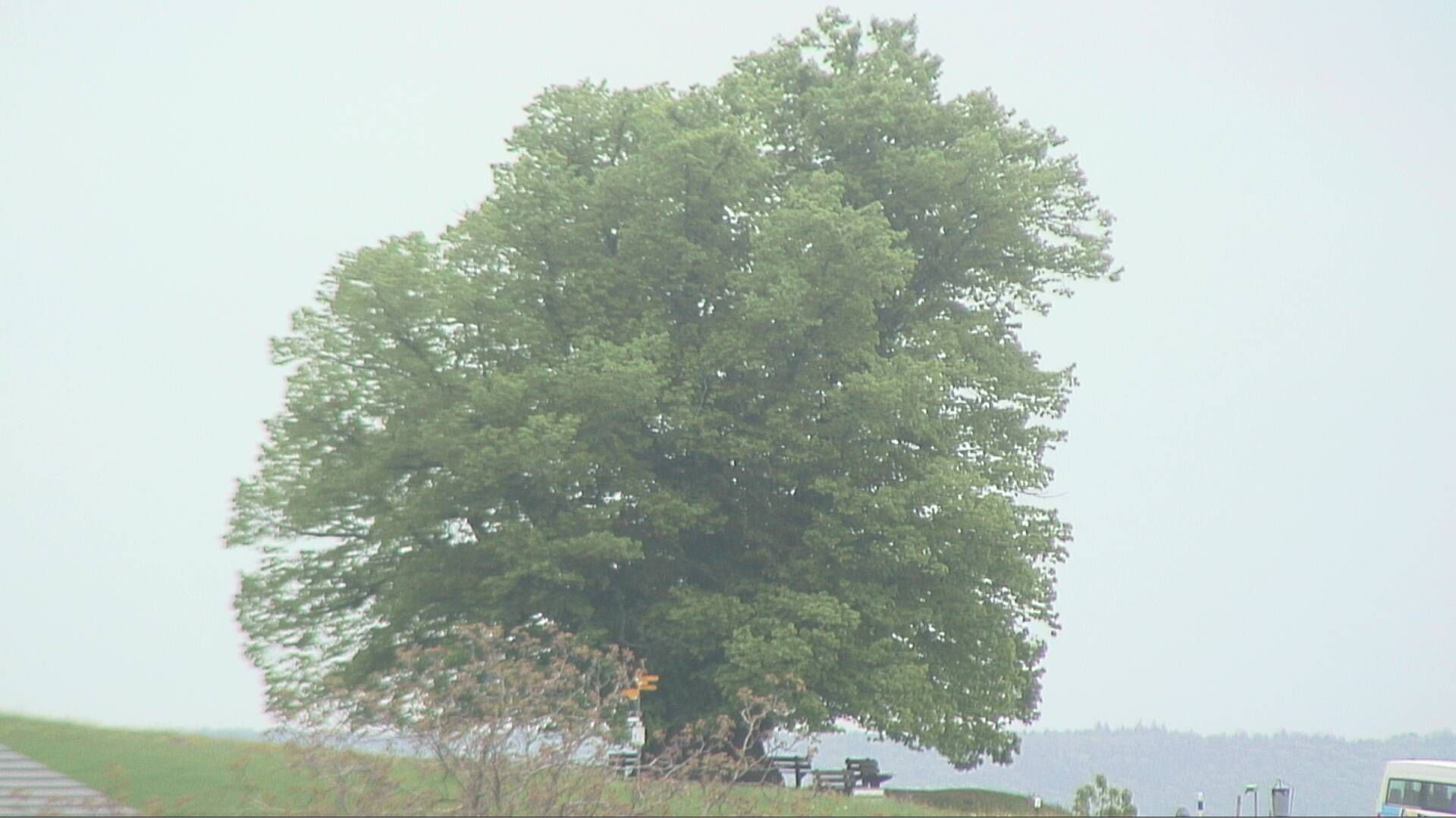 Bözberg: Büntacher: Linn - Schweiz: Die Linde von Linn (Linner Linde)