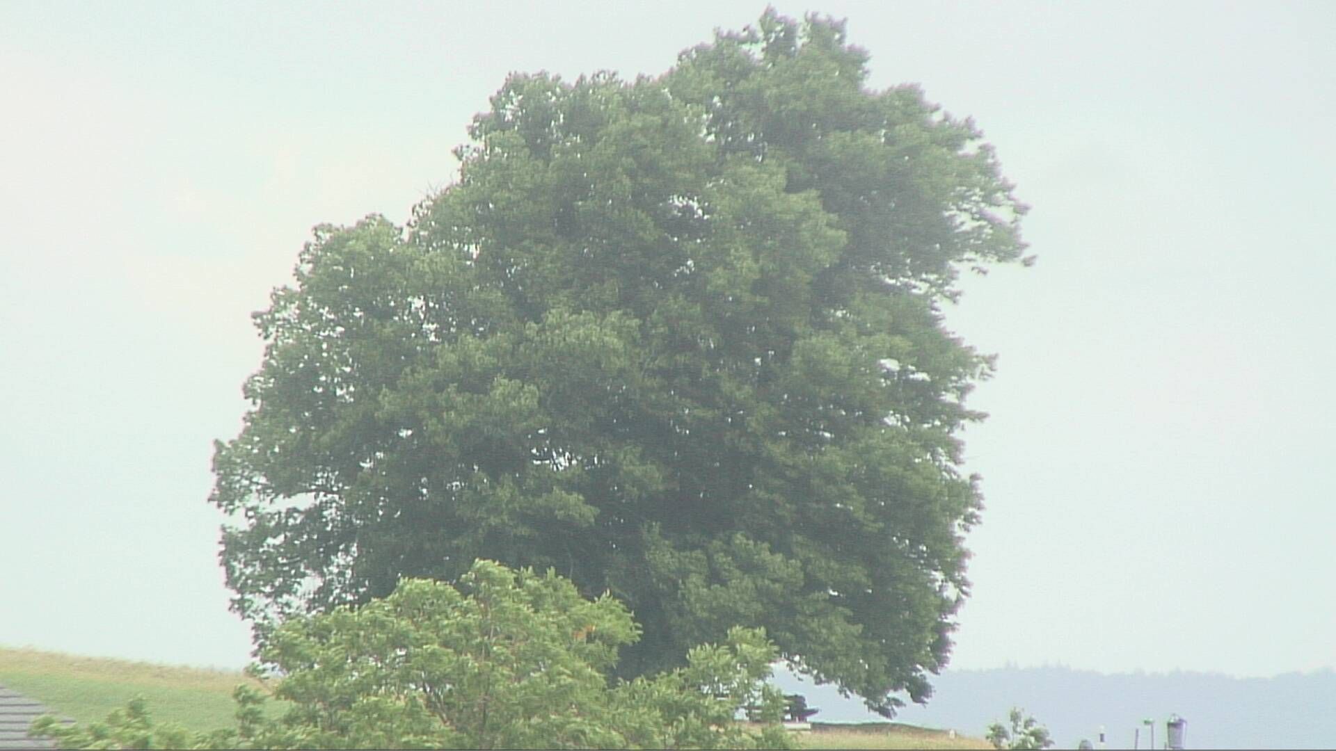 Bözberg: Büntacher › Nordosten: the Lime Tree at Linn