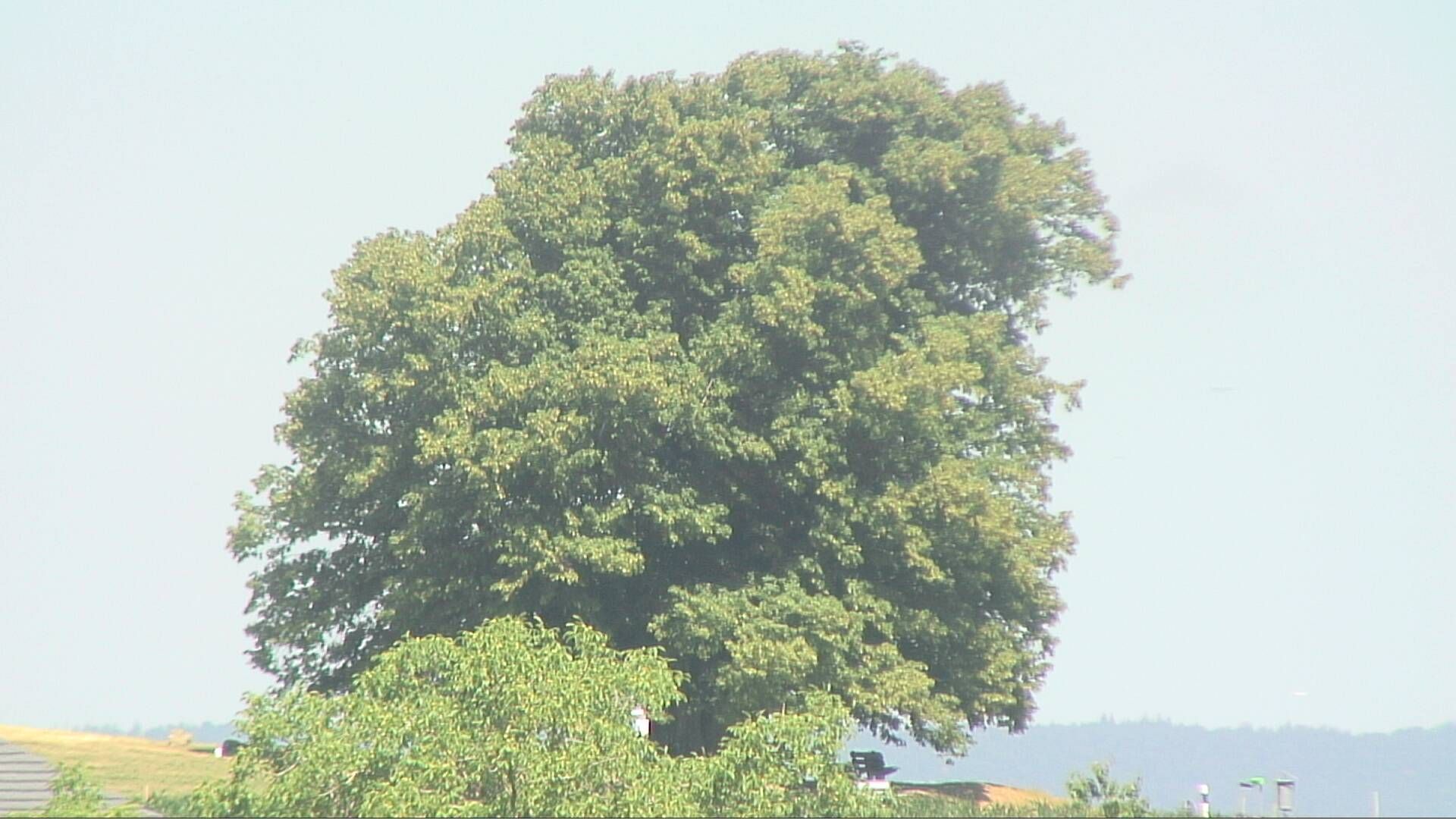 Bözberg: Büntacher › Nordosten: the Lime Tree at Linn