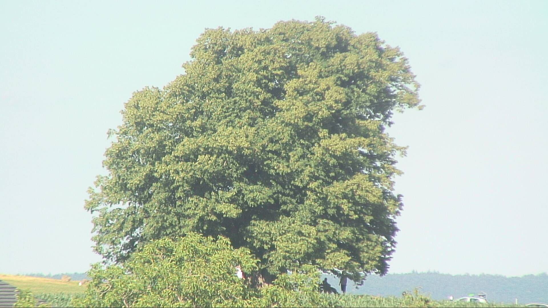 Bözberg: Büntacher › Nordosten: the Lime Tree at Linn