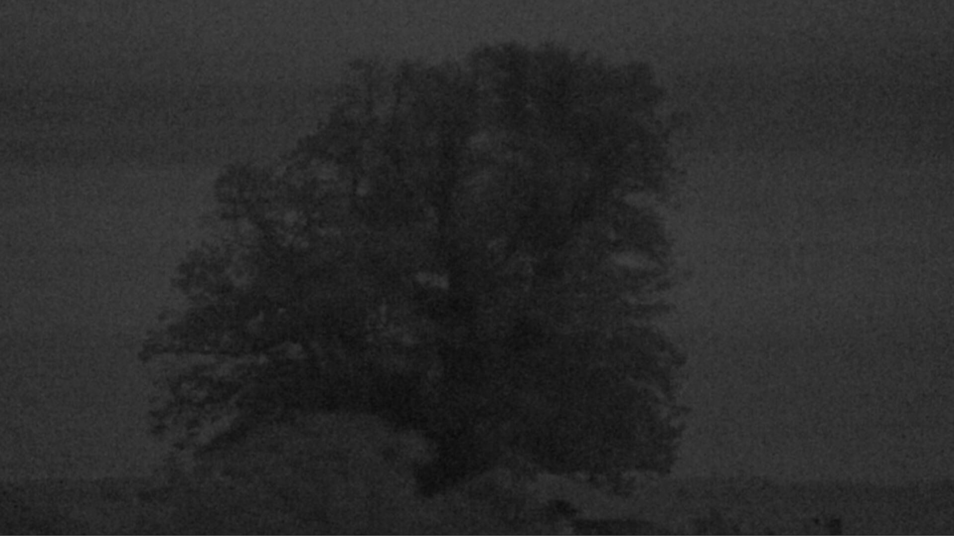 Bözberg: Büntacher › Nordosten: the Lime Tree at Linn