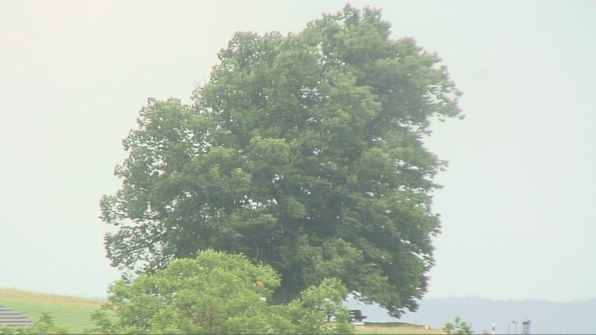 Bözberg: Büntacher › Nordosten: the Lime Tree at Linn