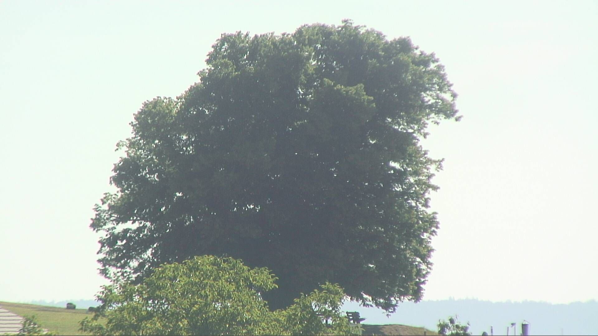 Bözberg: Büntacher › Nordosten: the Lime Tree at Linn