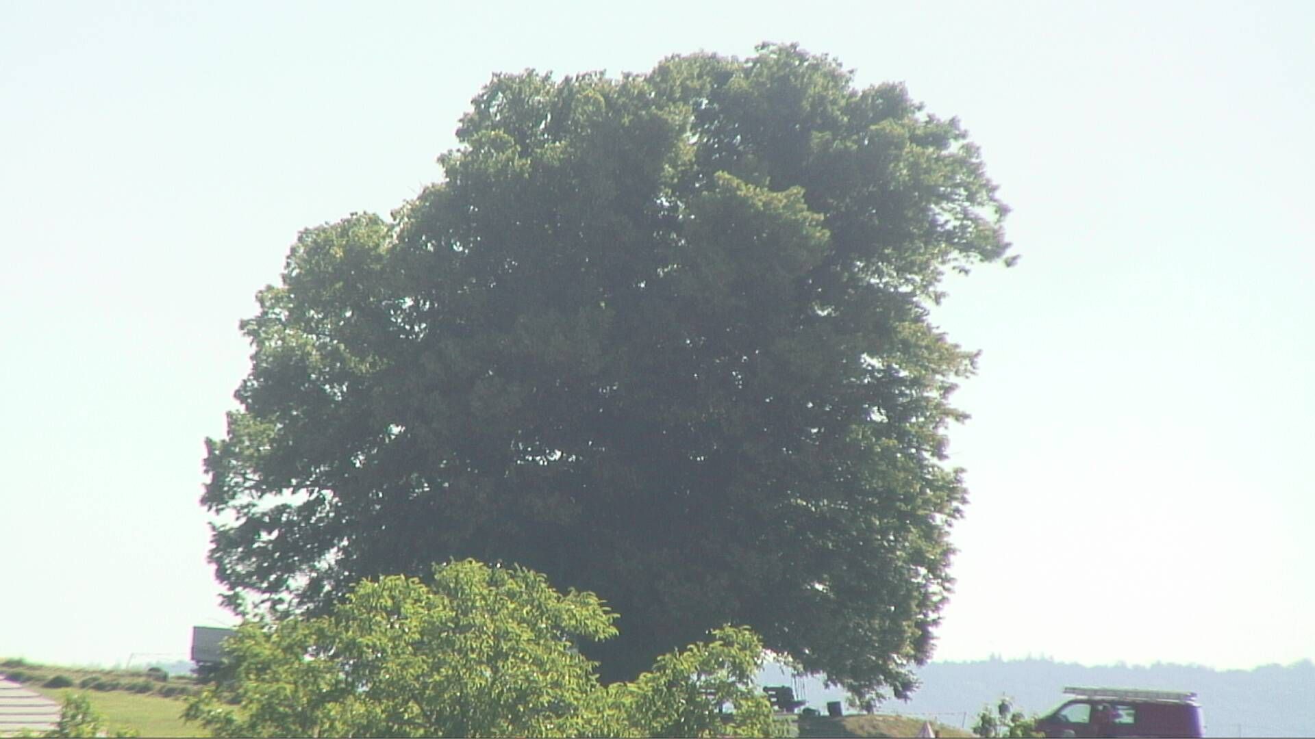 Bözberg: Büntacher › Nordosten: the Lime Tree at Linn