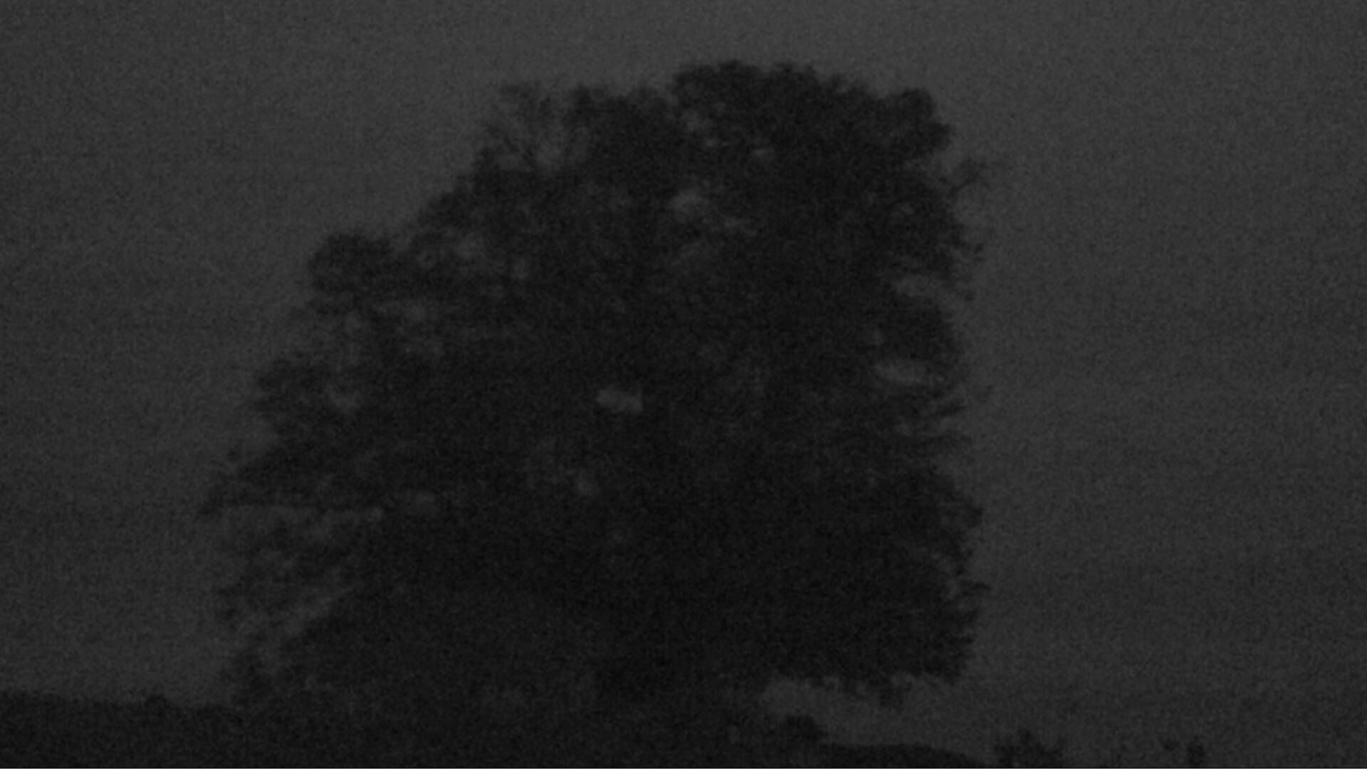 Bözberg: Büntacher › Nordosten: the Lime Tree at Linn