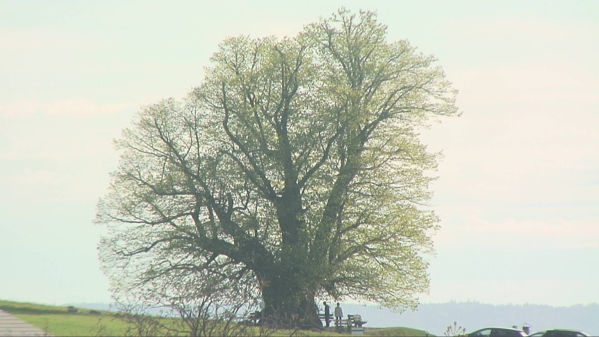 Bözberg: Büntacher: Linn - Schweiz: Die Linde von Linn (Linner Linde)