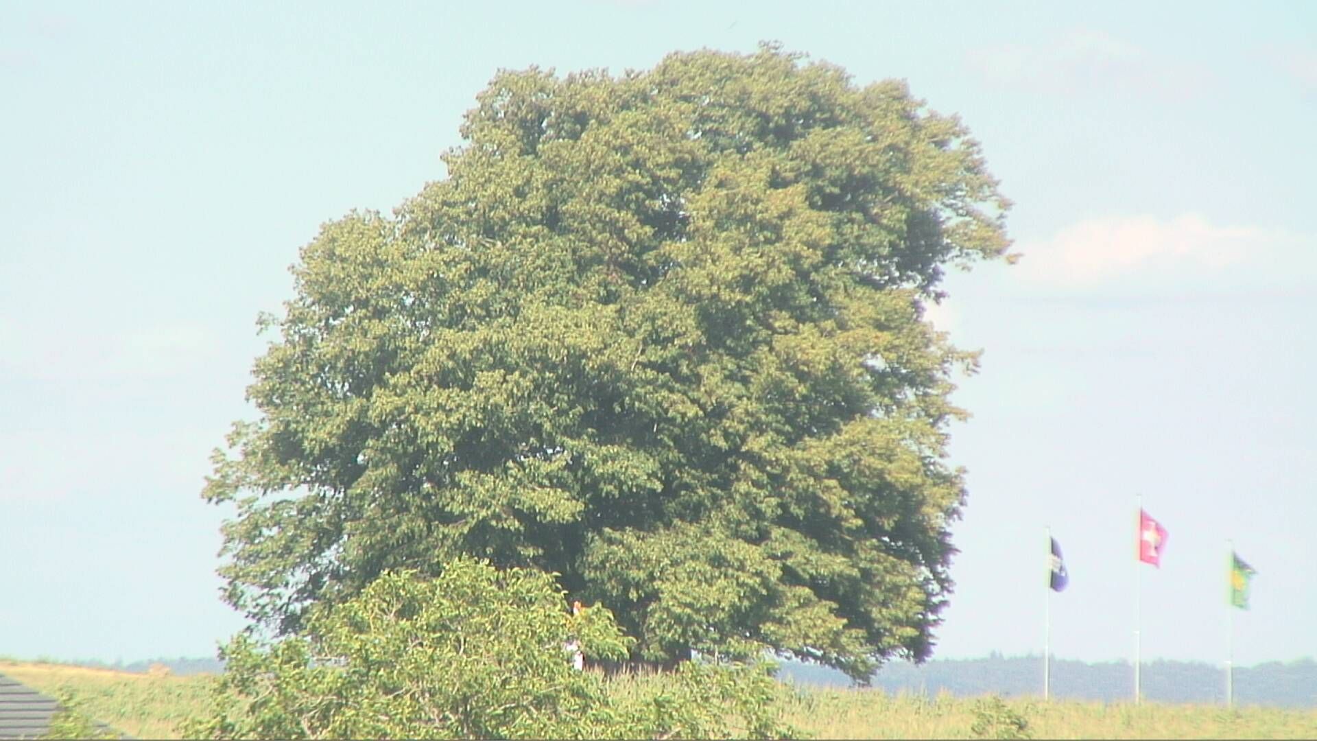 Bözberg: Büntacher › Nordosten: the Lime Tree at Linn