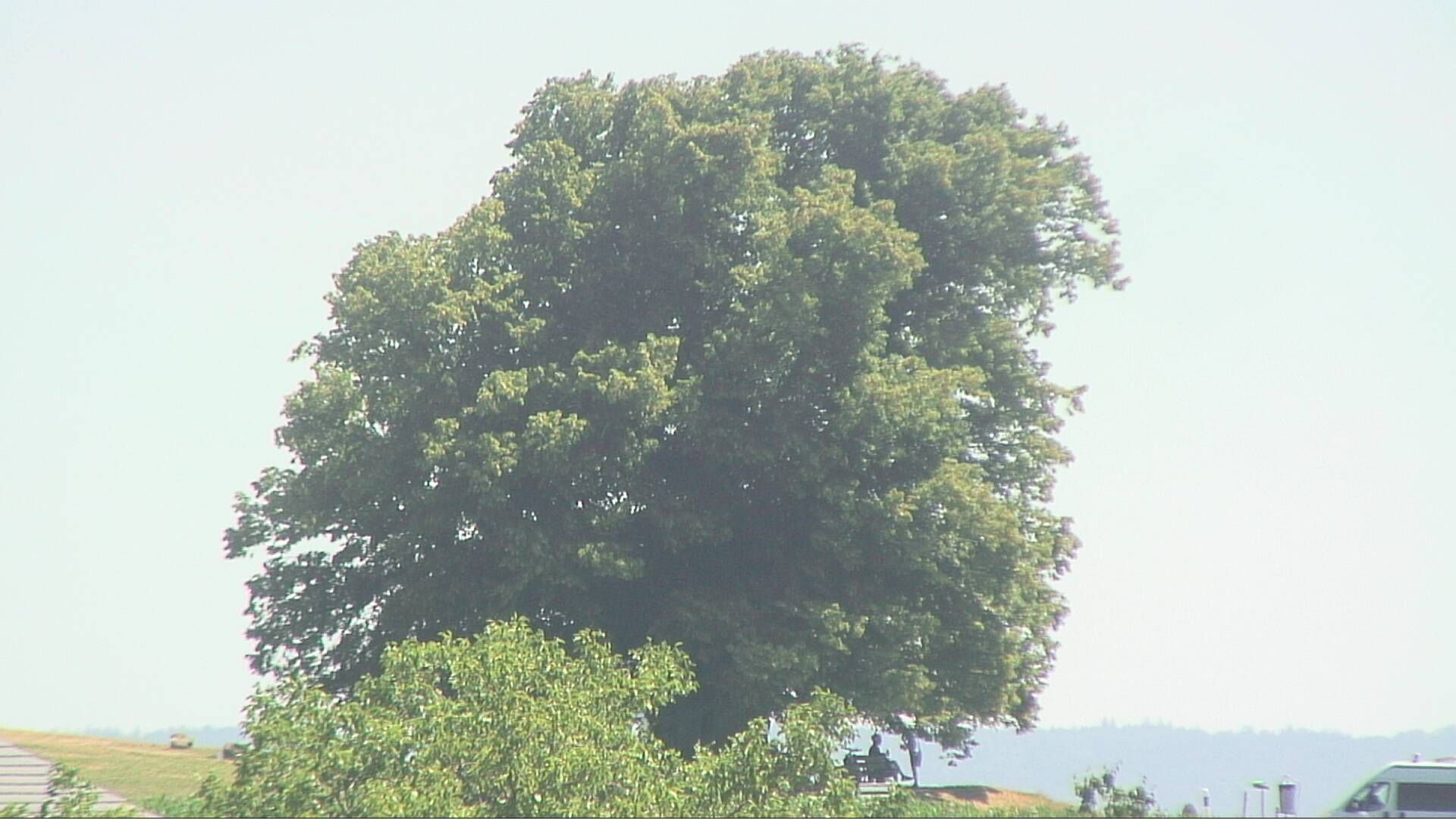 Bözberg: Büntacher › Nordosten: the Lime Tree at Linn