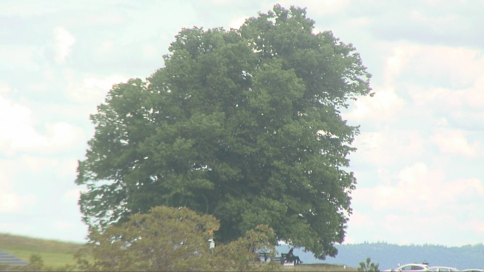 Bözberg: Büntacher › Nordosten: the Lime Tree at Linn