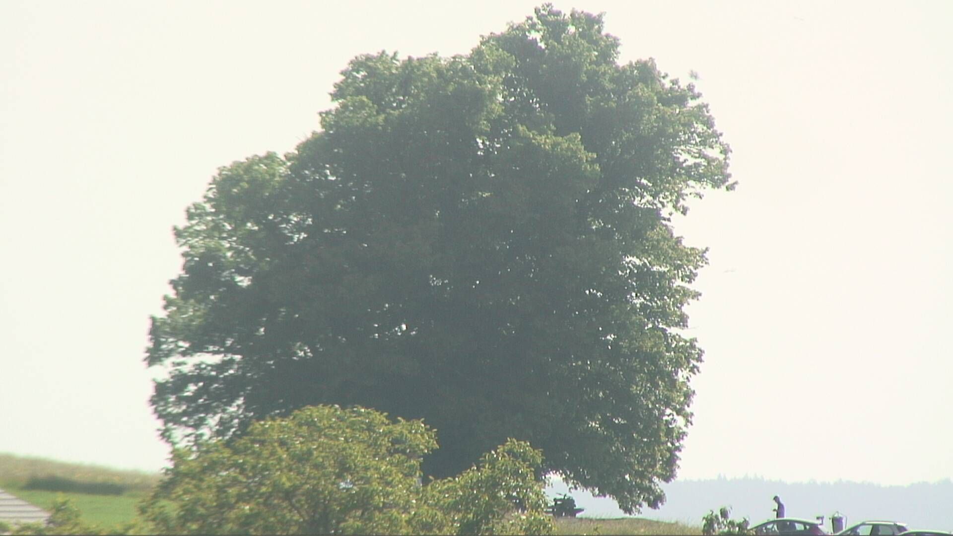 Bözberg: Büntacher › Nordosten: the Lime Tree at Linn