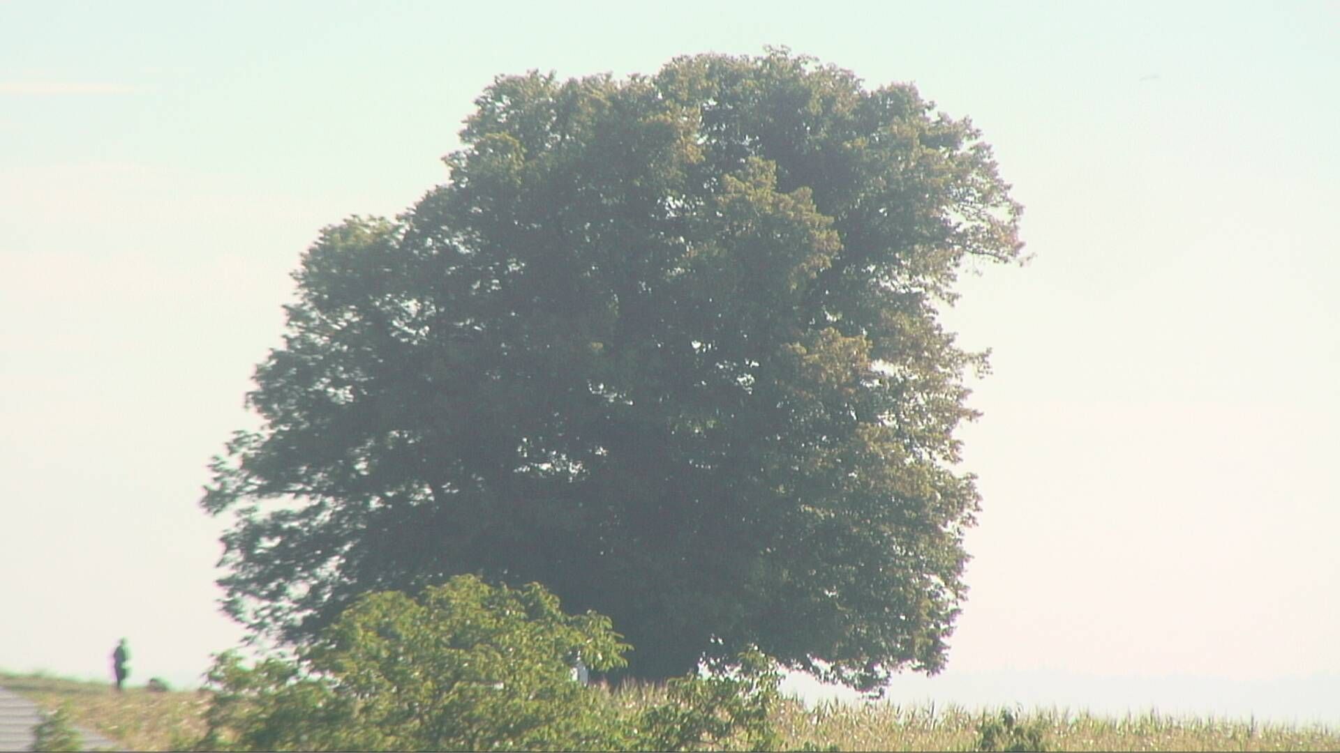 Bözberg: Büntacher › Nordosten: the Lime Tree at Linn