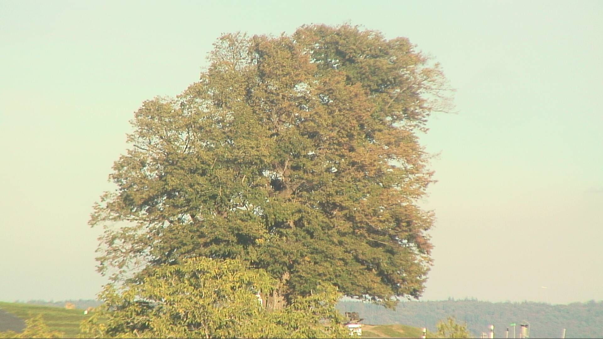 Bözberg: Büntacher › Nordosten: the Lime Tree at Linn