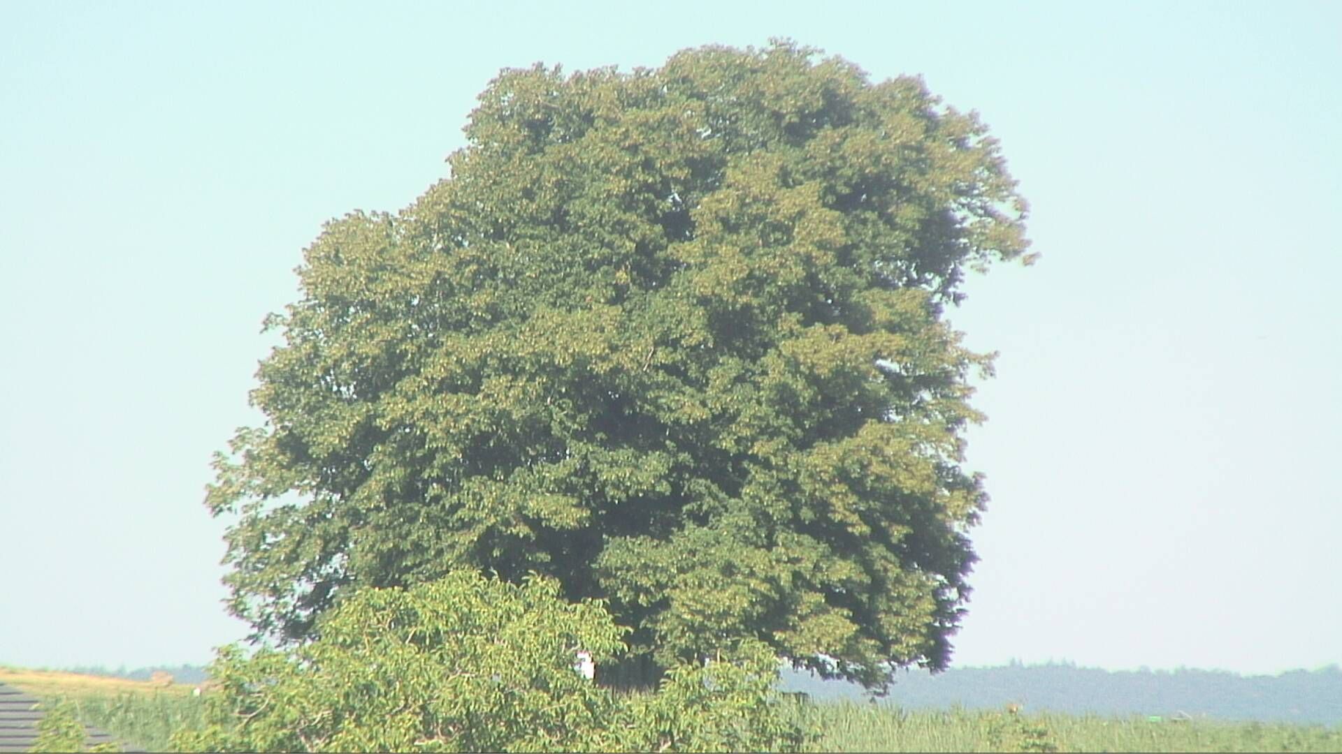 Bözberg: Büntacher › Nordosten: the Lime Tree at Linn