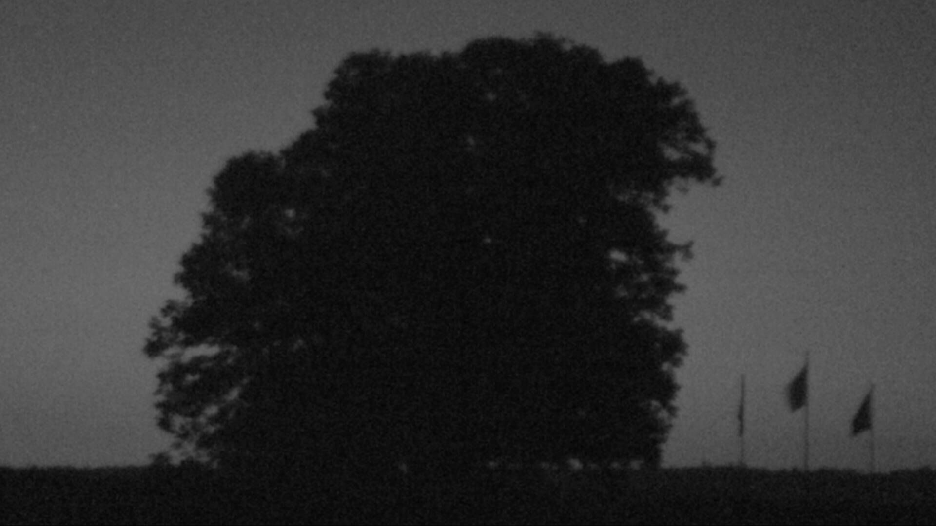 Bözberg: Büntacher › Nordosten: the Lime Tree at Linn