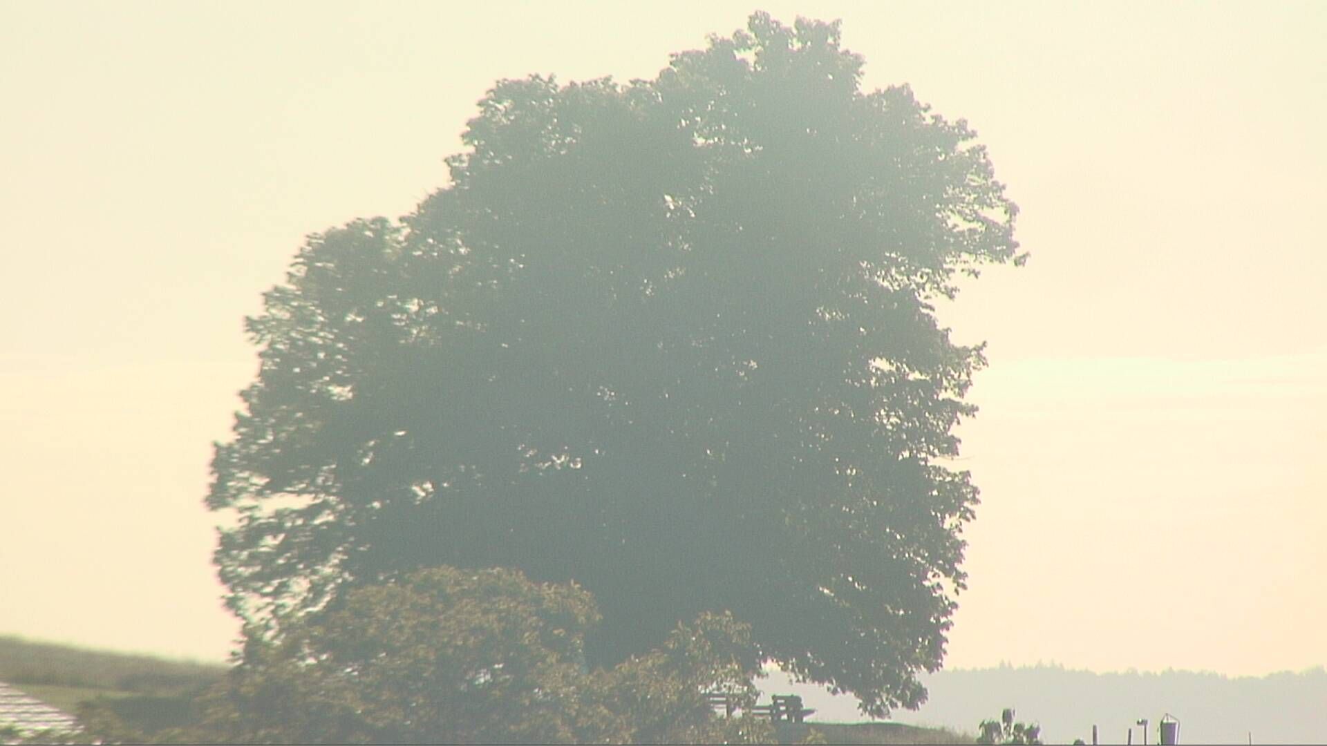 Bözberg: Büntacher › Nordosten: the Lime Tree at Linn