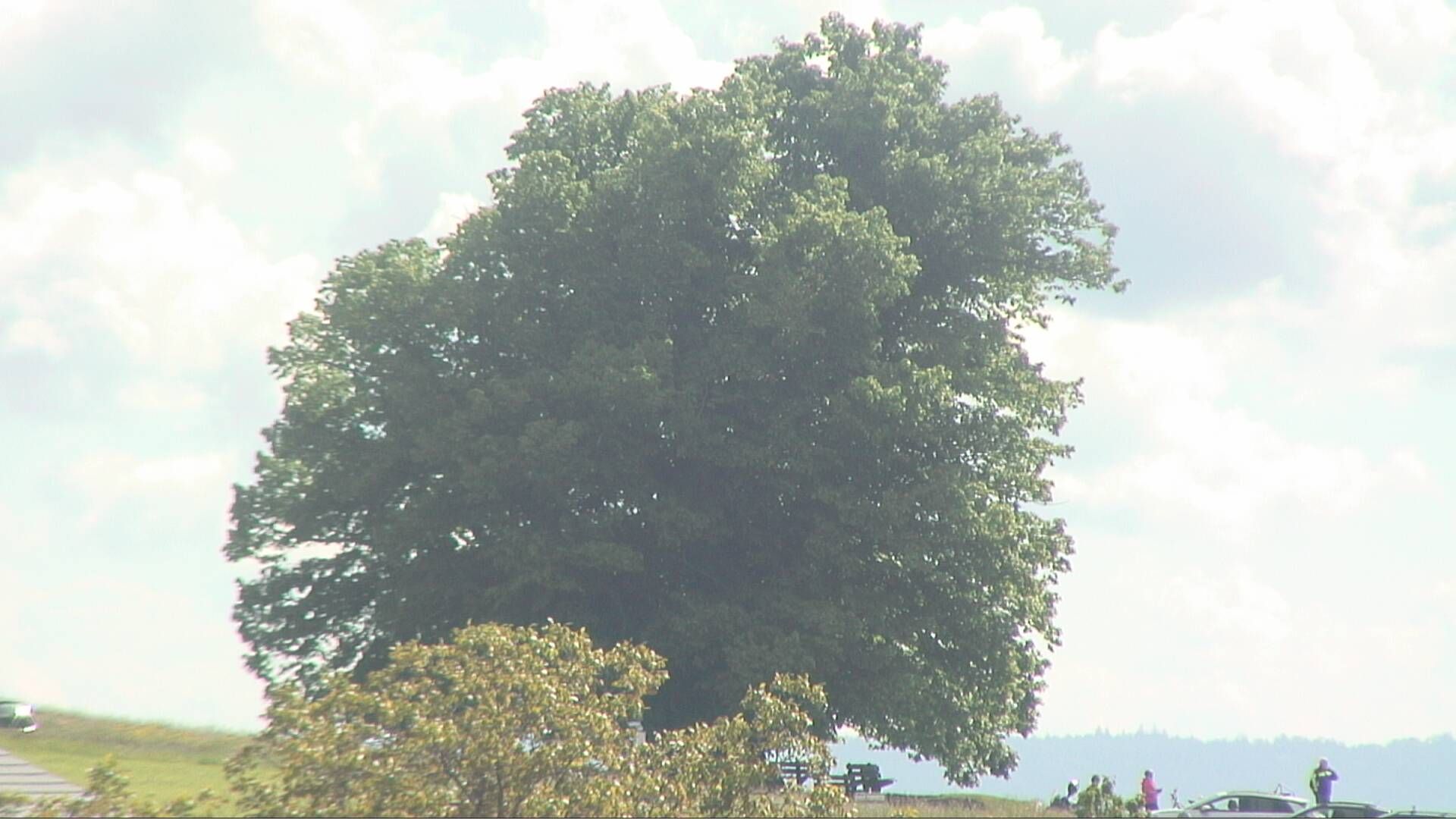 Bözberg: Büntacher › Nordosten: the Lime Tree at Linn