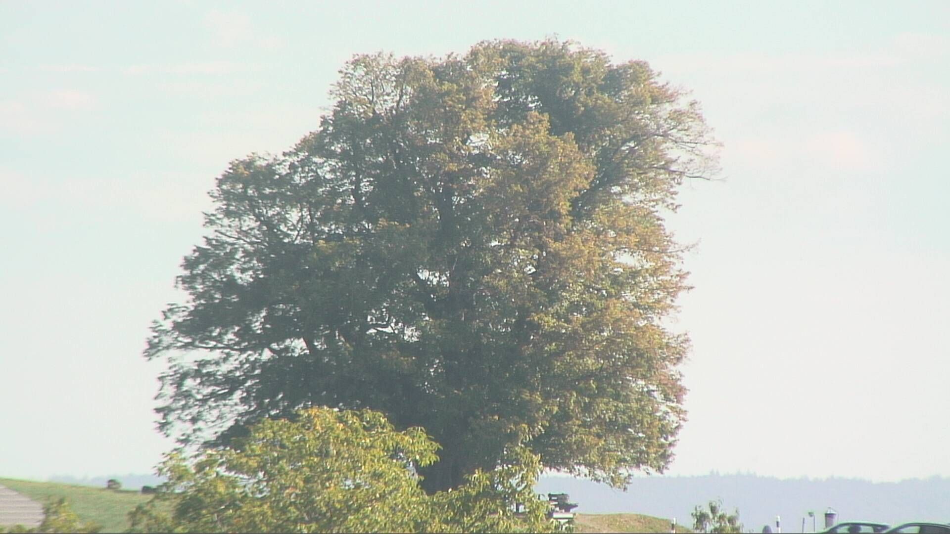 Bözberg: Büntacher › Nordosten: the Lime Tree at Linn