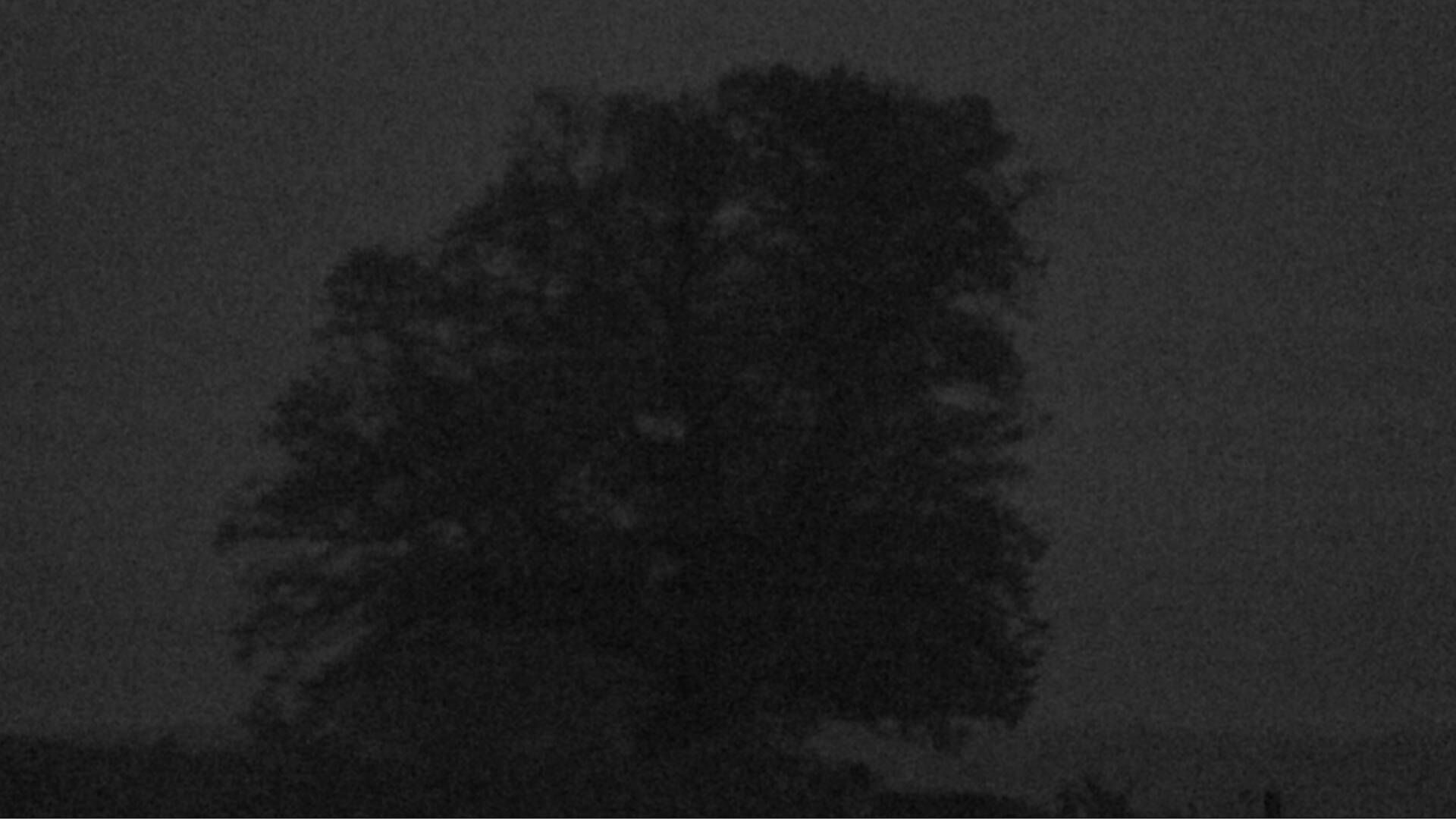 Bözberg: Büntacher › Nordosten: the Lime Tree at Linn