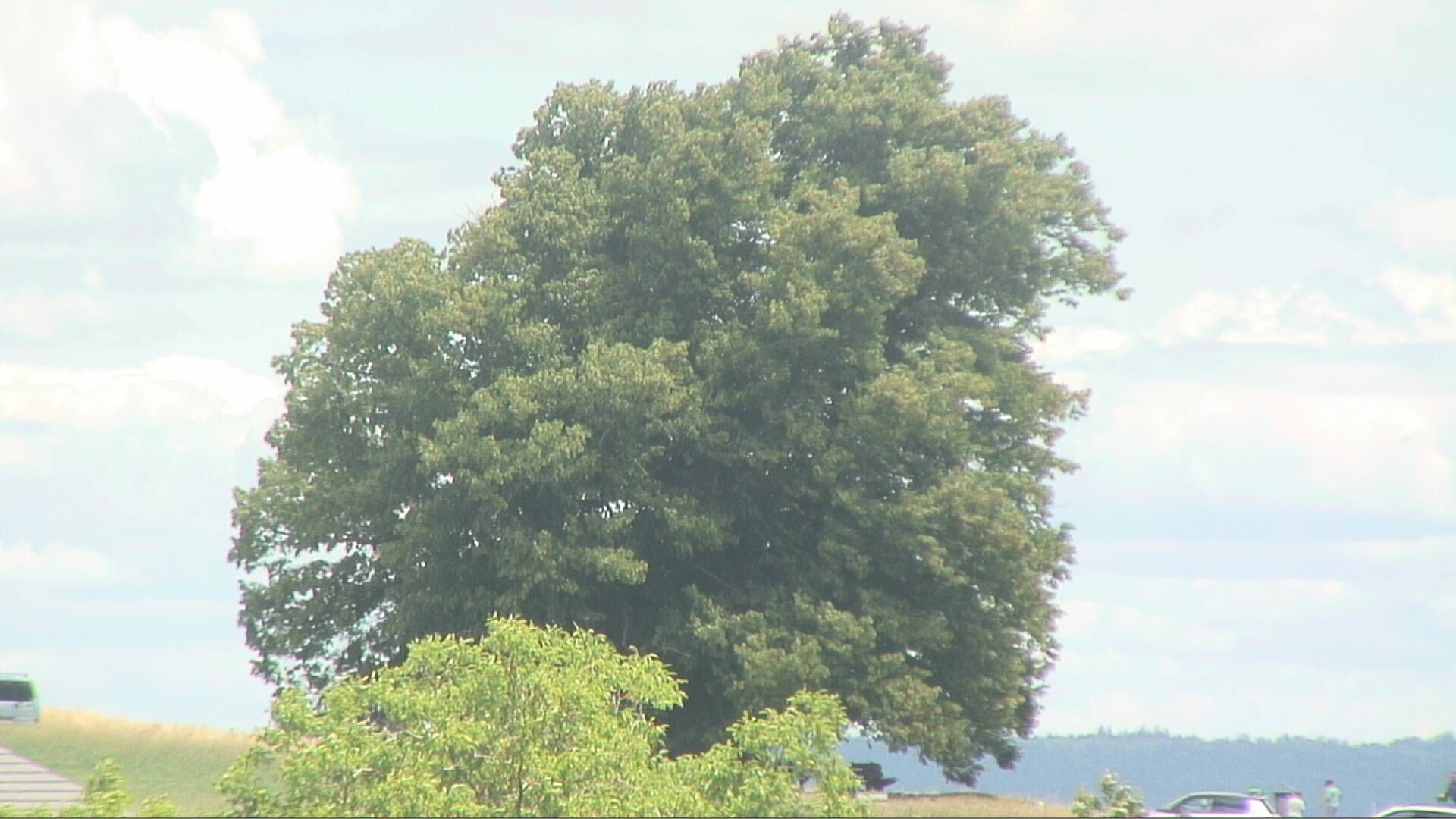 Bözberg: Büntacher › Nordosten: the Lime Tree at Linn
