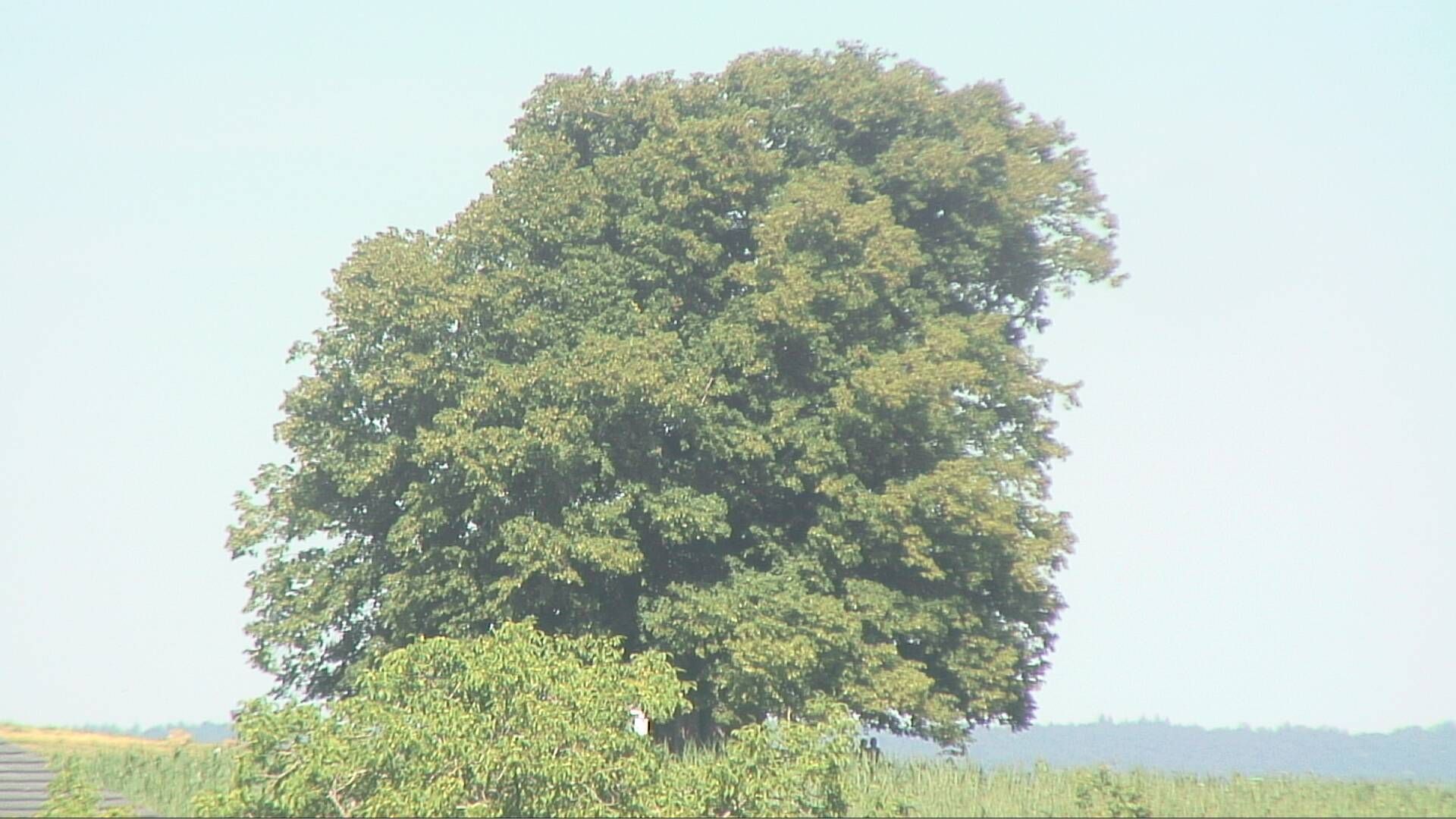 Bözberg: Büntacher › Nordosten: the Lime Tree at Linn