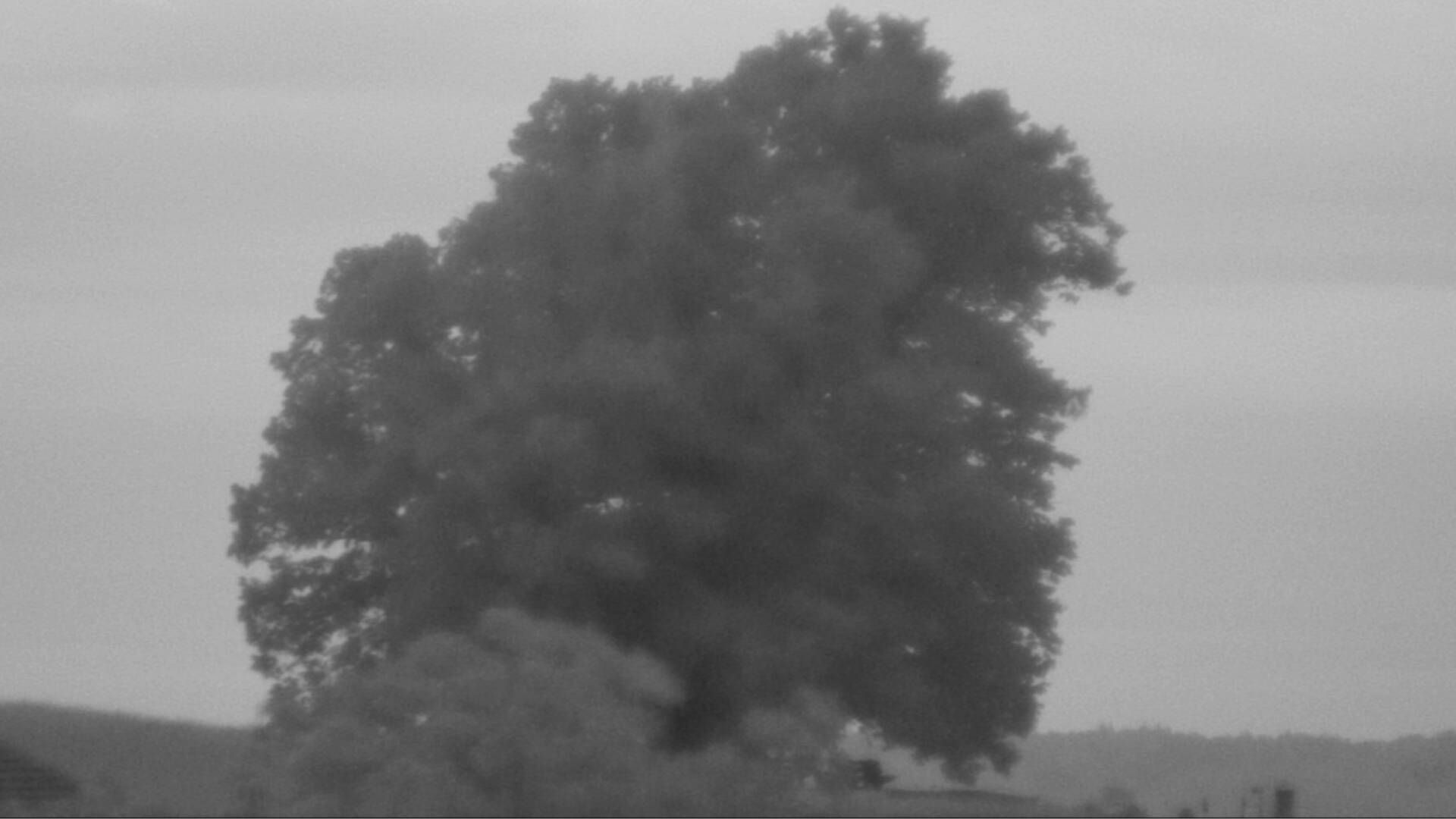 Bözberg: Büntacher › Nordosten: the Lime Tree at Linn