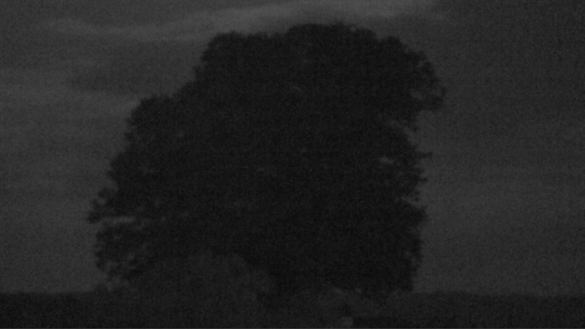 Bözberg: Büntacher › Nordosten: the Lime Tree at Linn