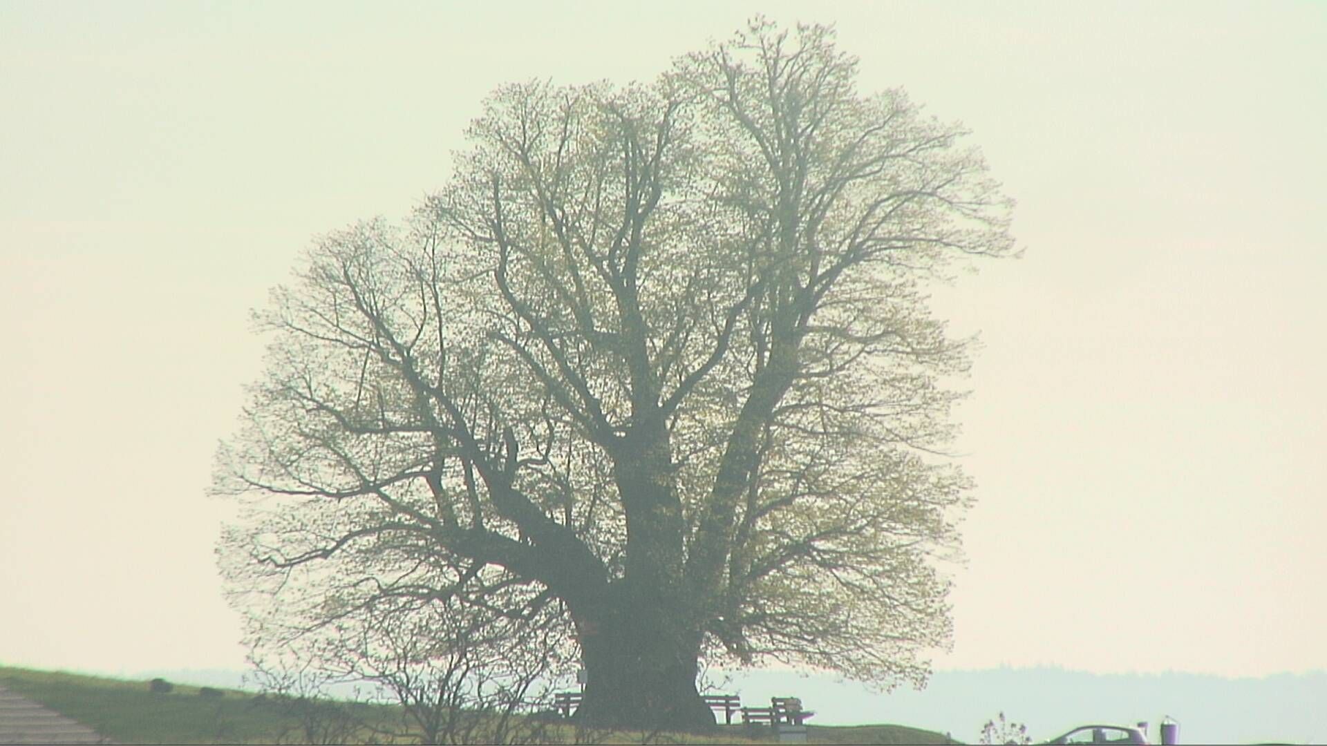 Bözberg: Büntacher: Linn - Schweiz: Die Linde von Linn (Linner Linde)