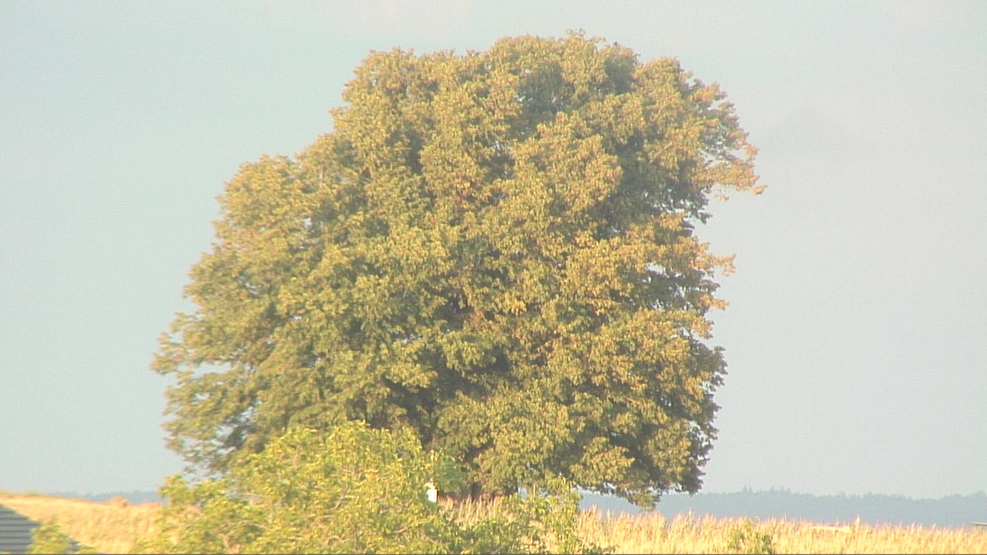 Bözberg: Büntacher › Nordosten: the Lime Tree at Linn