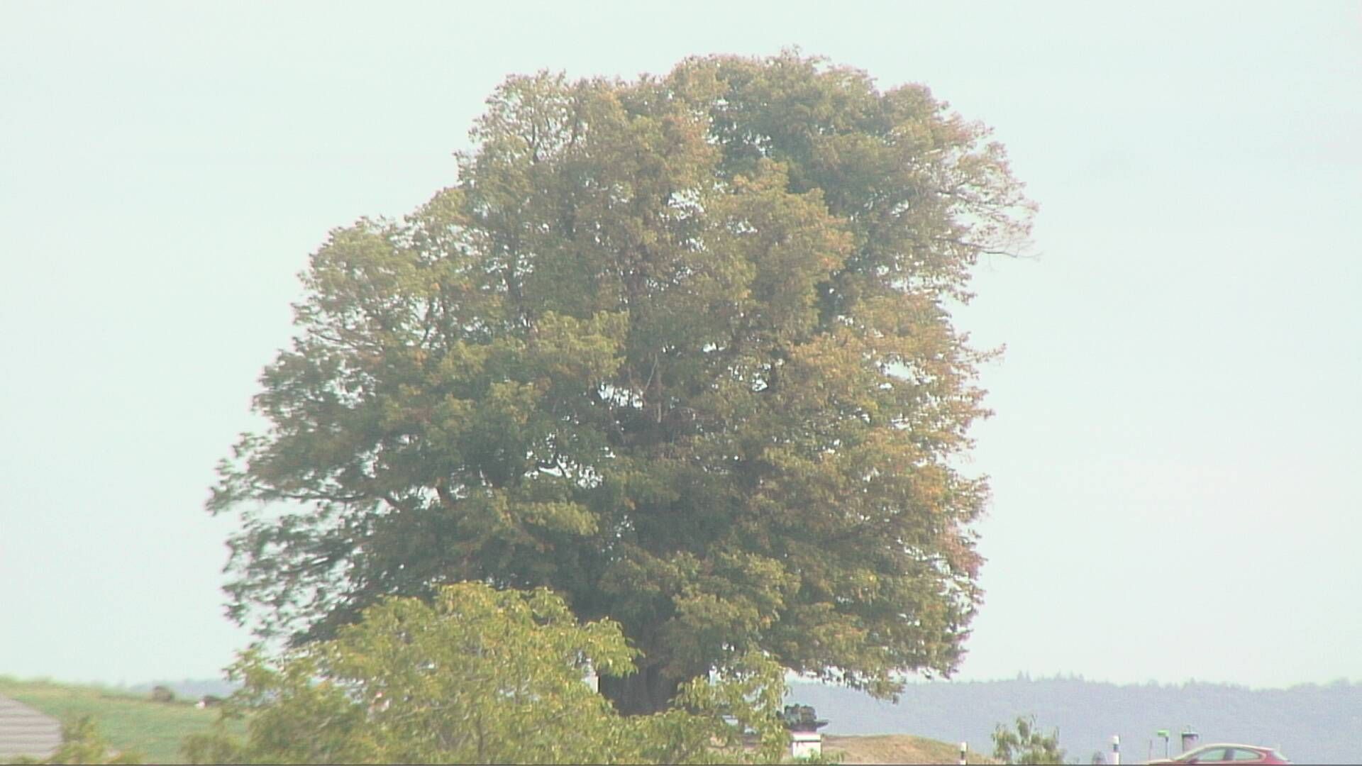 Bözberg: Büntacher › Nordosten: the Lime Tree at Linn